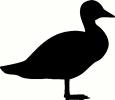Bird (5) vinyl decal